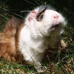 Oli a malacka (Olivér)