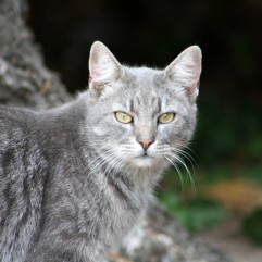 Henci cica (Hercegnő)