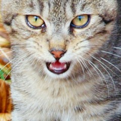 Kópé támadást indít